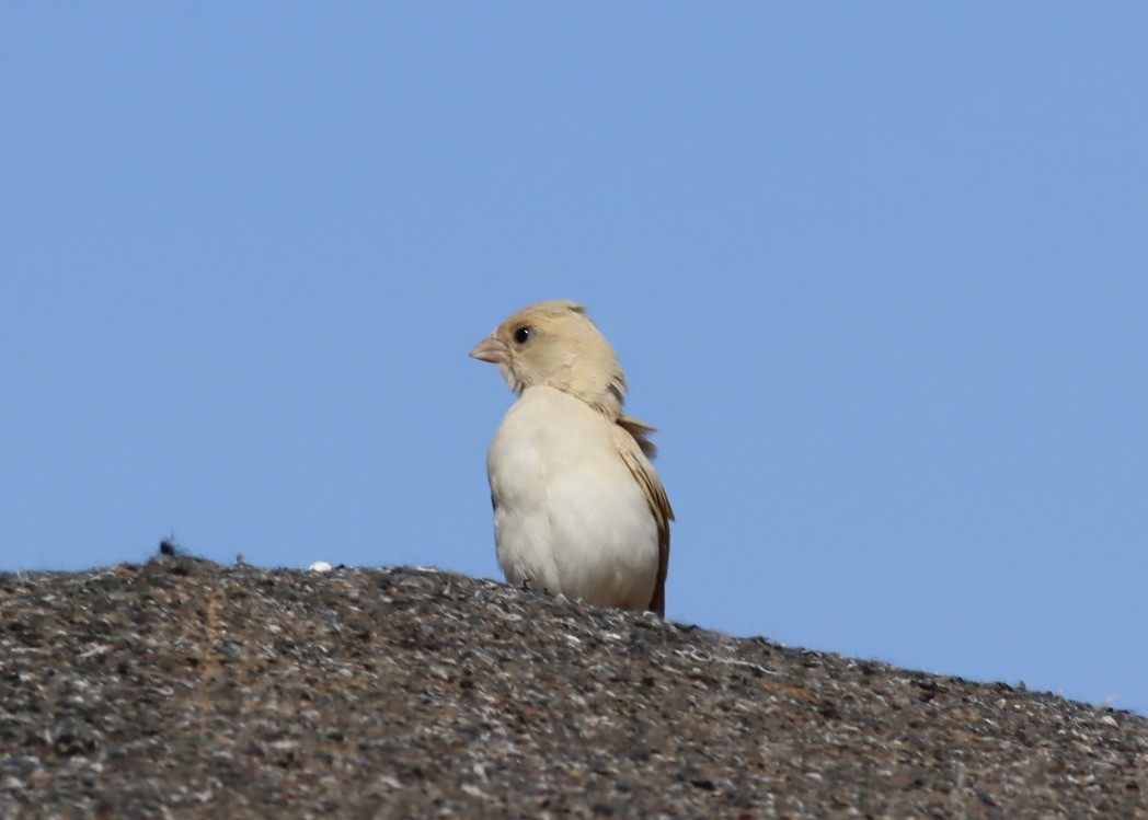 Desert Sparrow - ML641216224