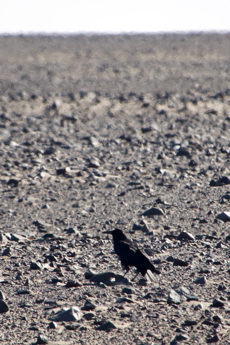 Cape Crow - ML641216247