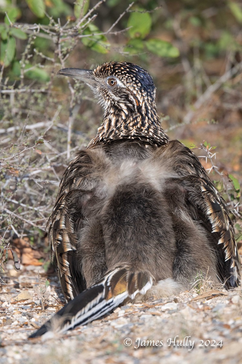 Greater Roadrunner - ML641216253