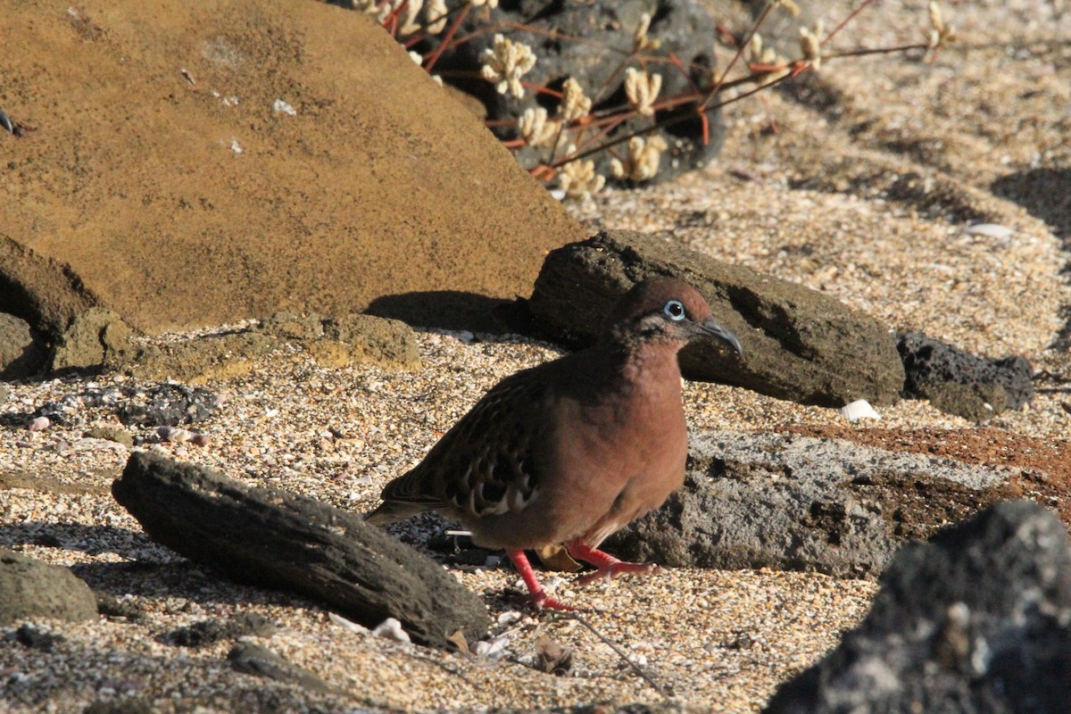 Galapagos Dove - ML641216254
