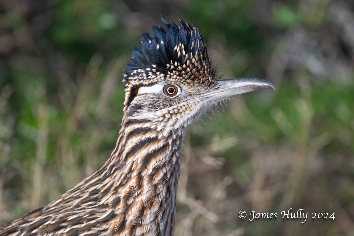 Greater Roadrunner - ML641216257