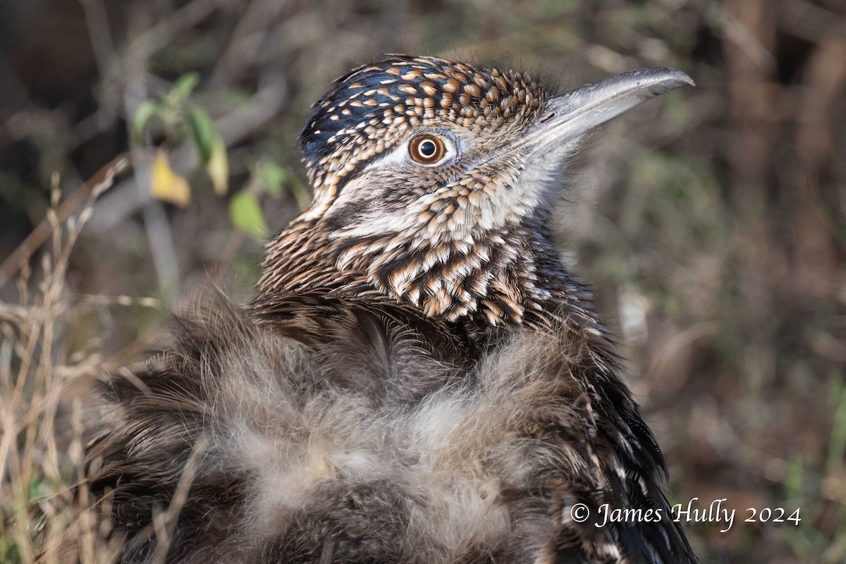 Greater Roadrunner - ML641216260