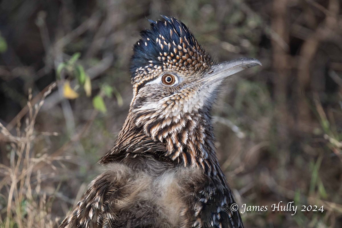 Greater Roadrunner - ML641216262