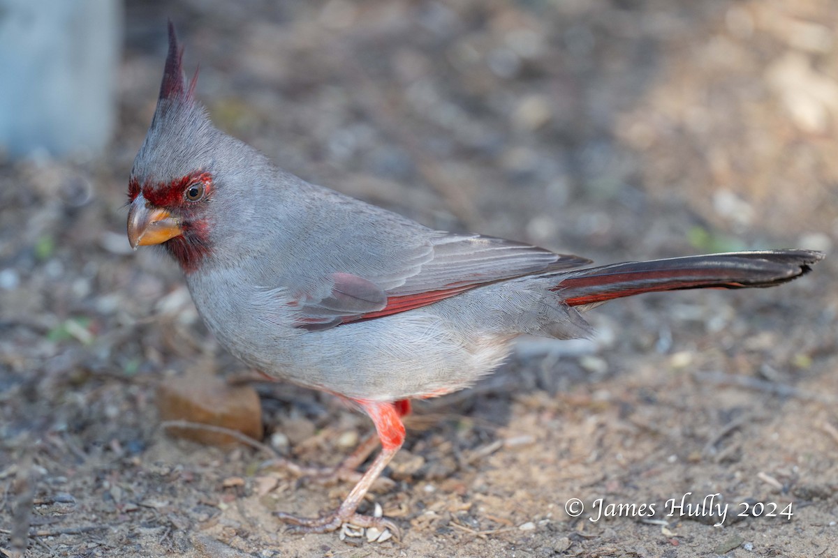 Pyrrhuloxia - ML641216278