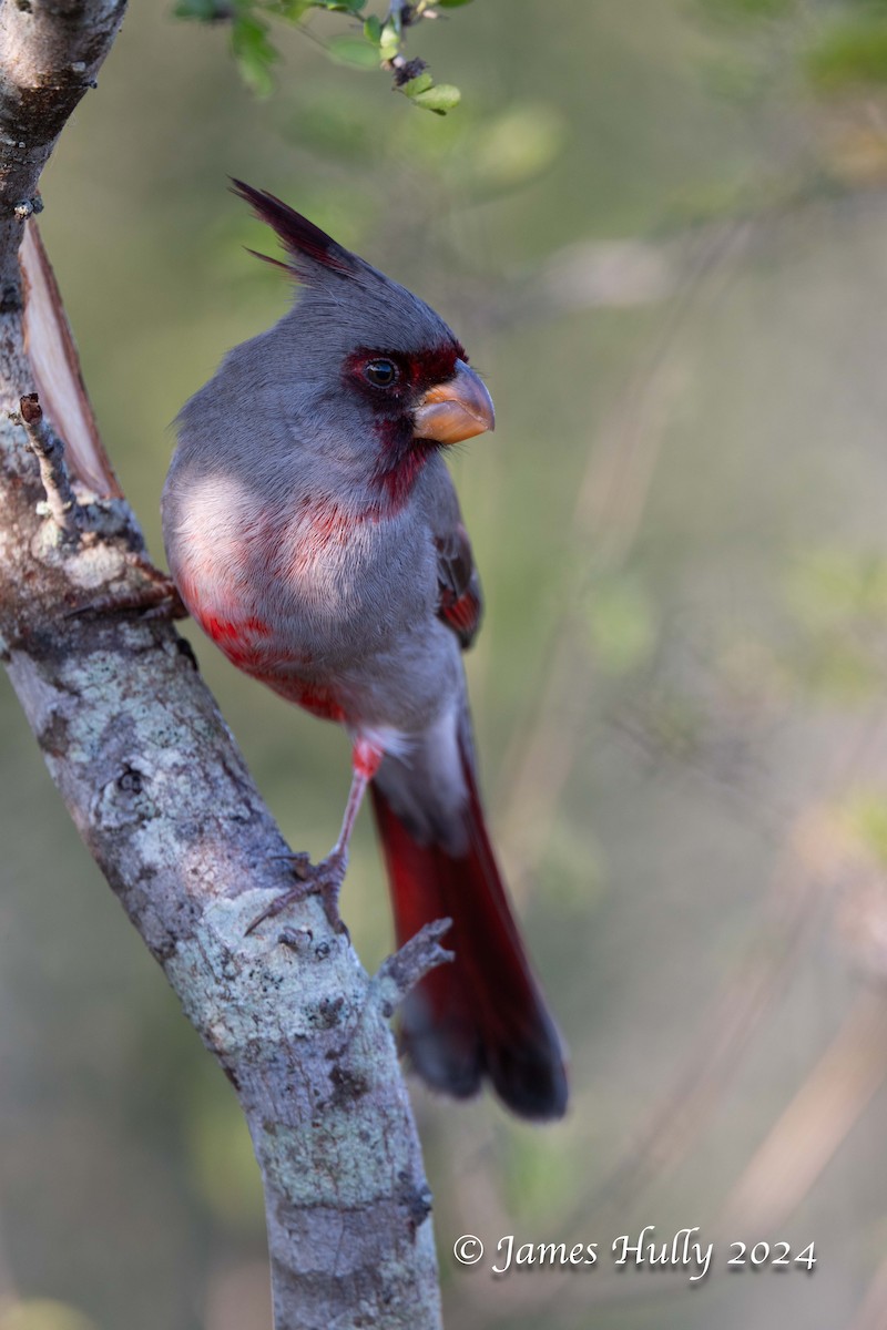 Pyrrhuloxia - ML641216281