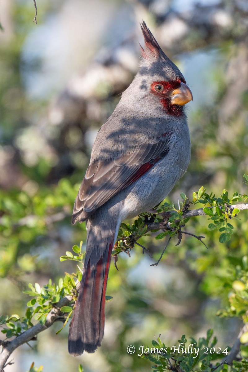 Pyrrhuloxia - ML641216288