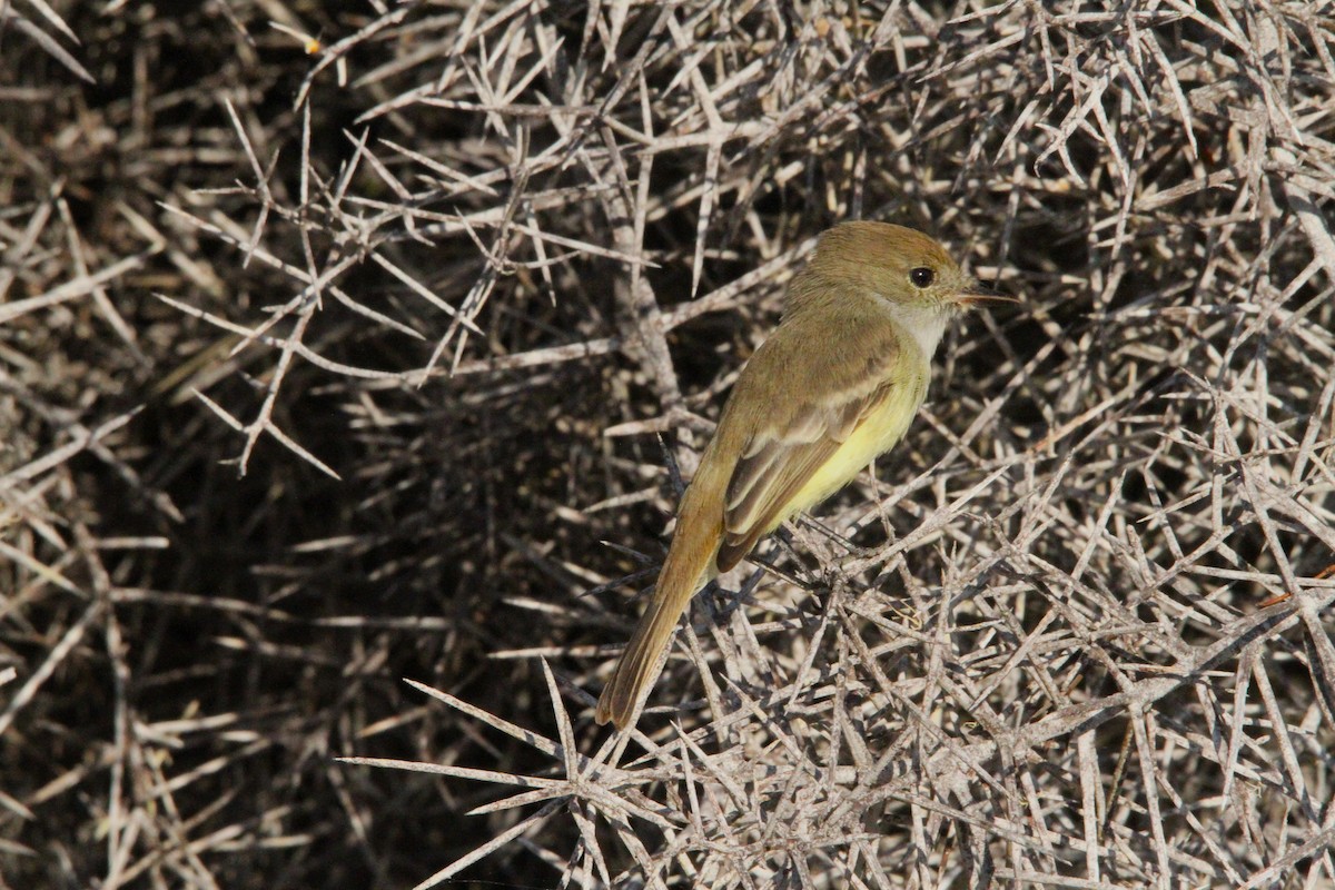 Galapagos Flycatcher - ML641216294