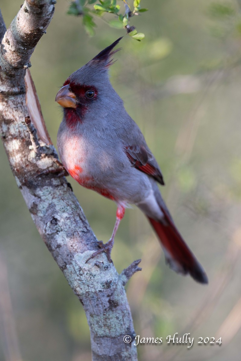 Pyrrhuloxia - ML641216295