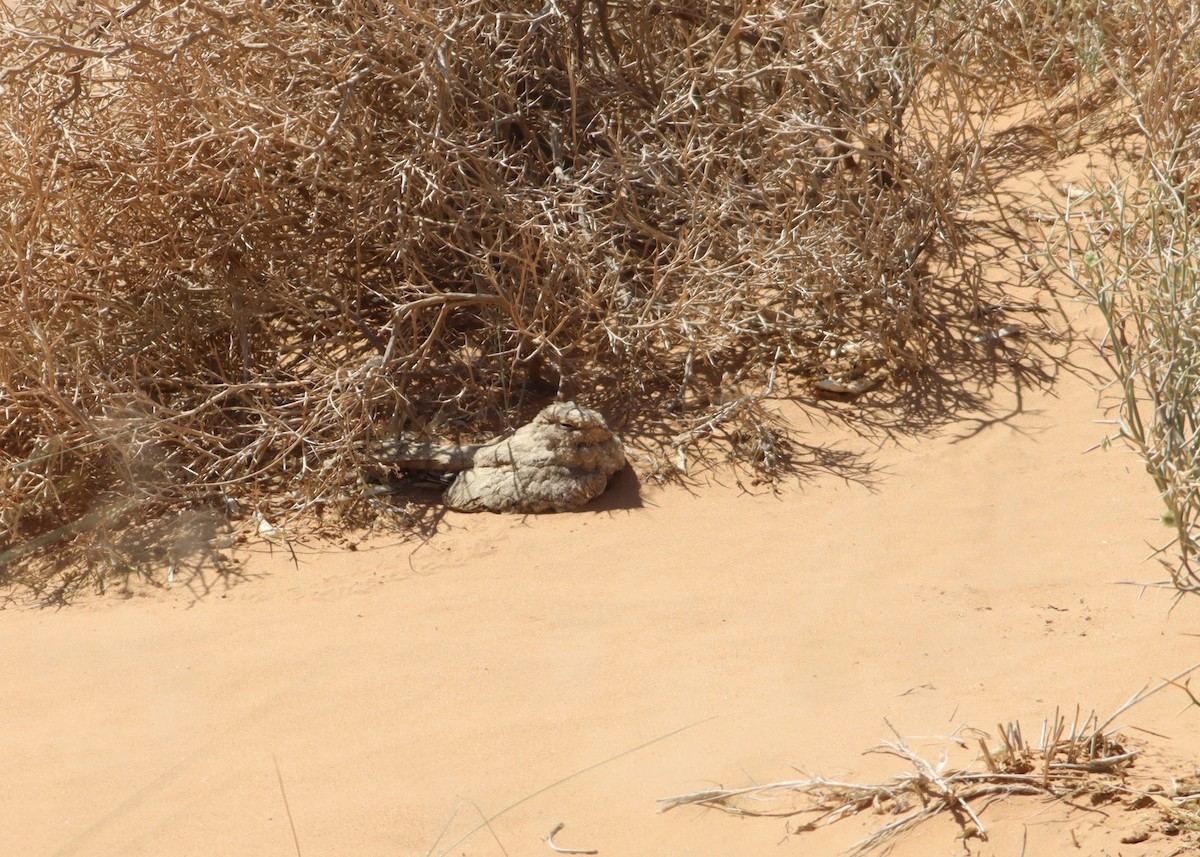Egyptian Nightjar - ML641216330