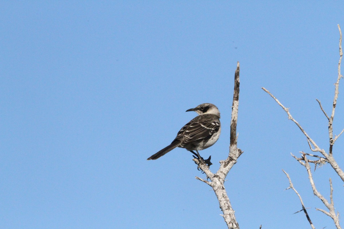 Galapagos Mockingbird - ML641216352