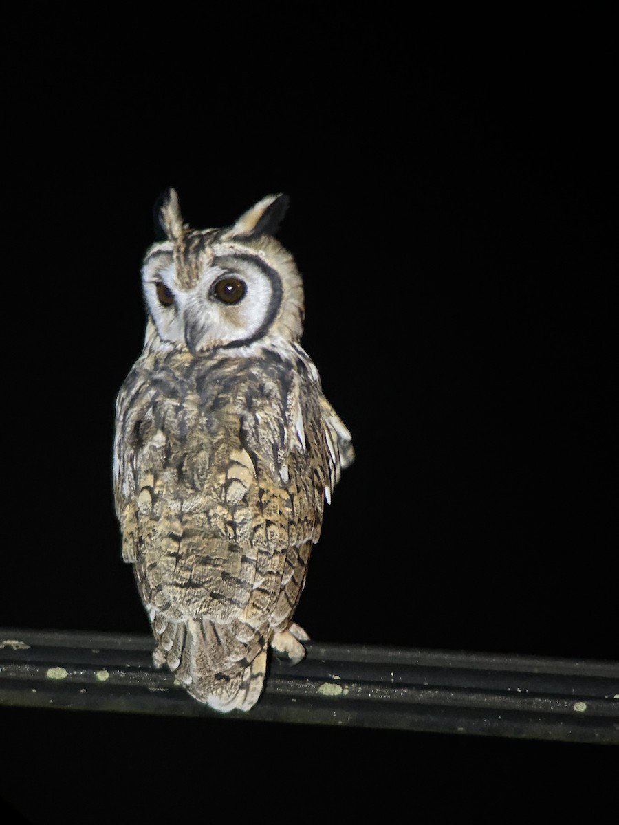 Striped Owl - ML641216401