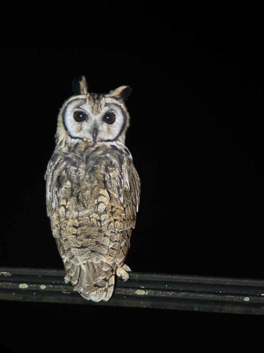 Striped Owl - ML641216402