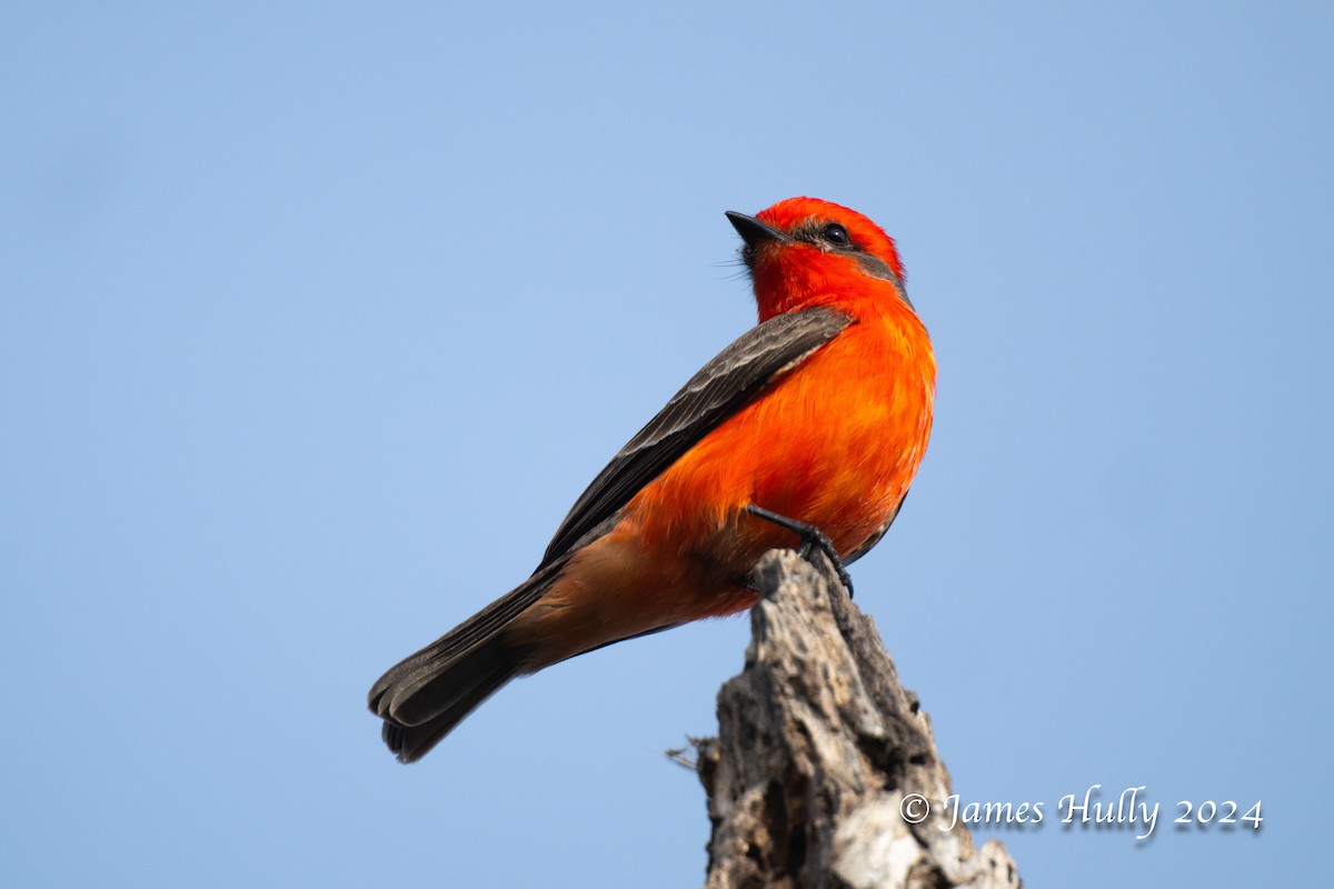 Vermilion Flycatcher - ML641216451