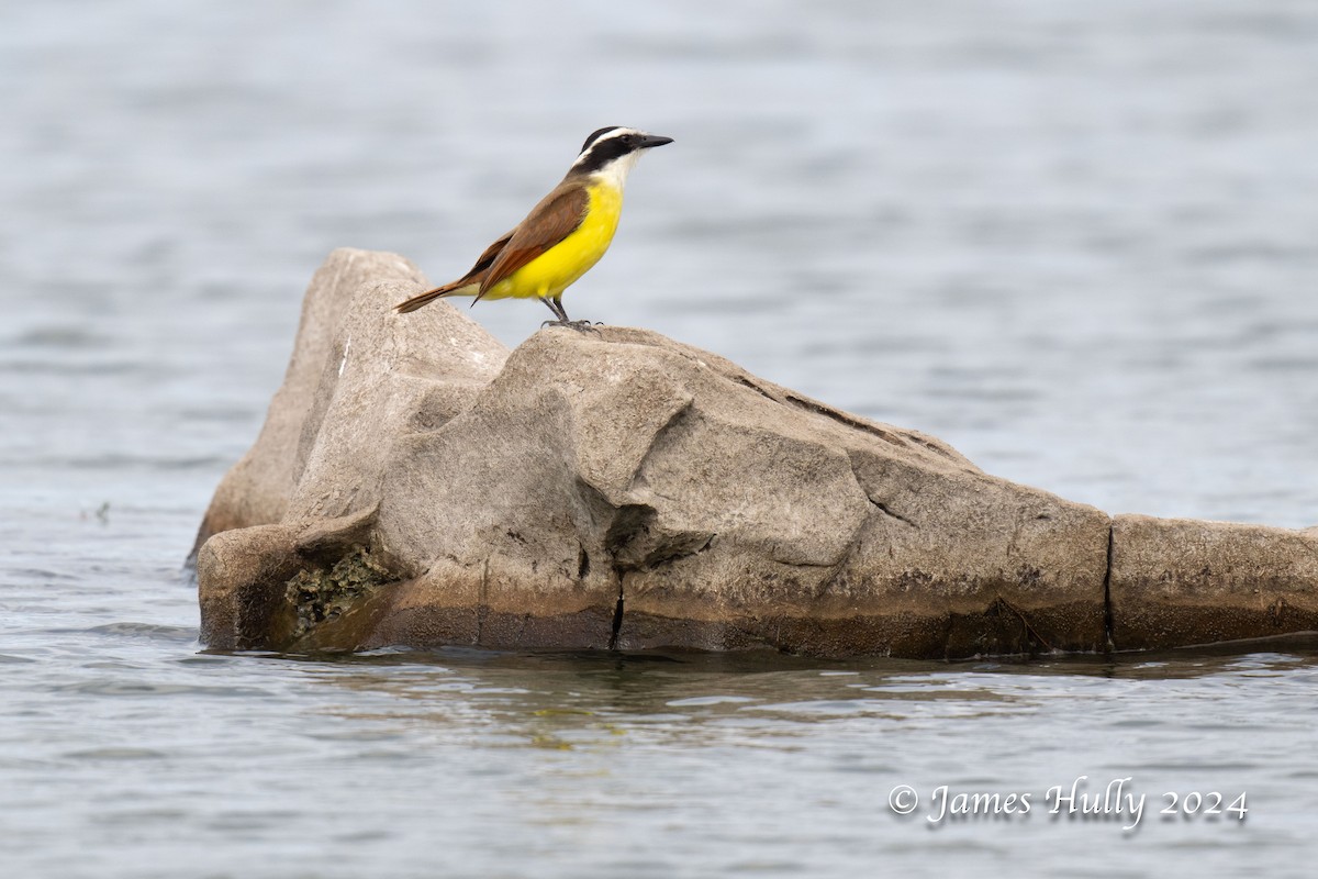 Great Kiskadee - ML641216469