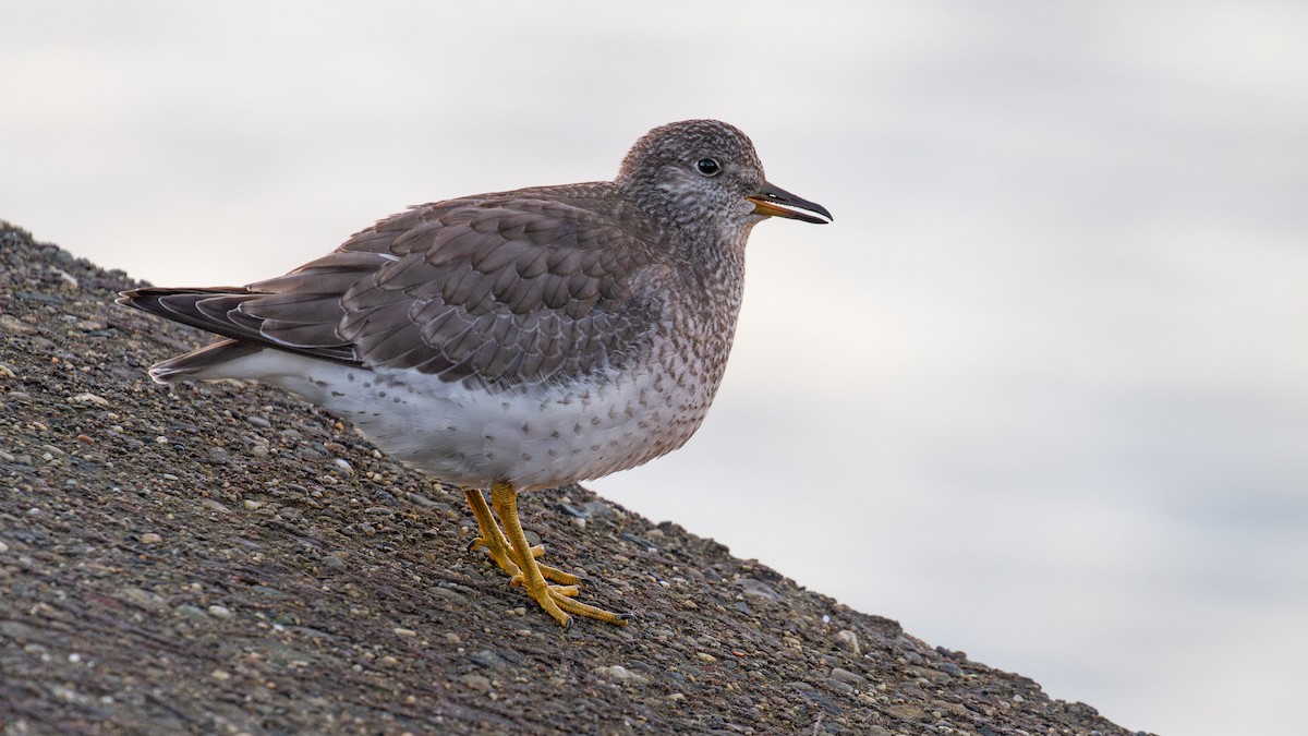 brottsnipe - ML641216483