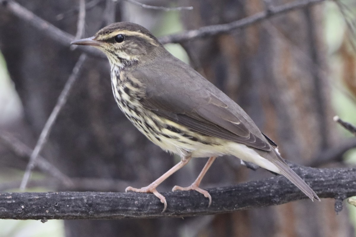 vannparula - ML641216491