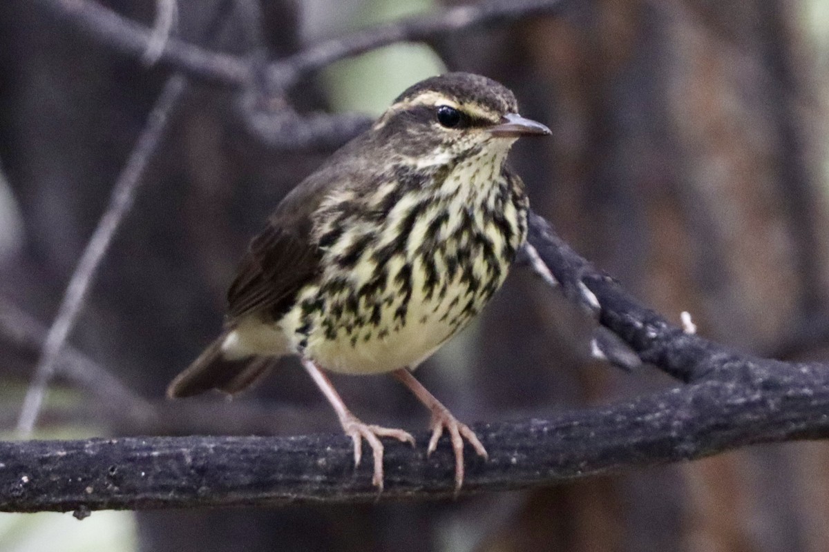 vannparula - ML641216492