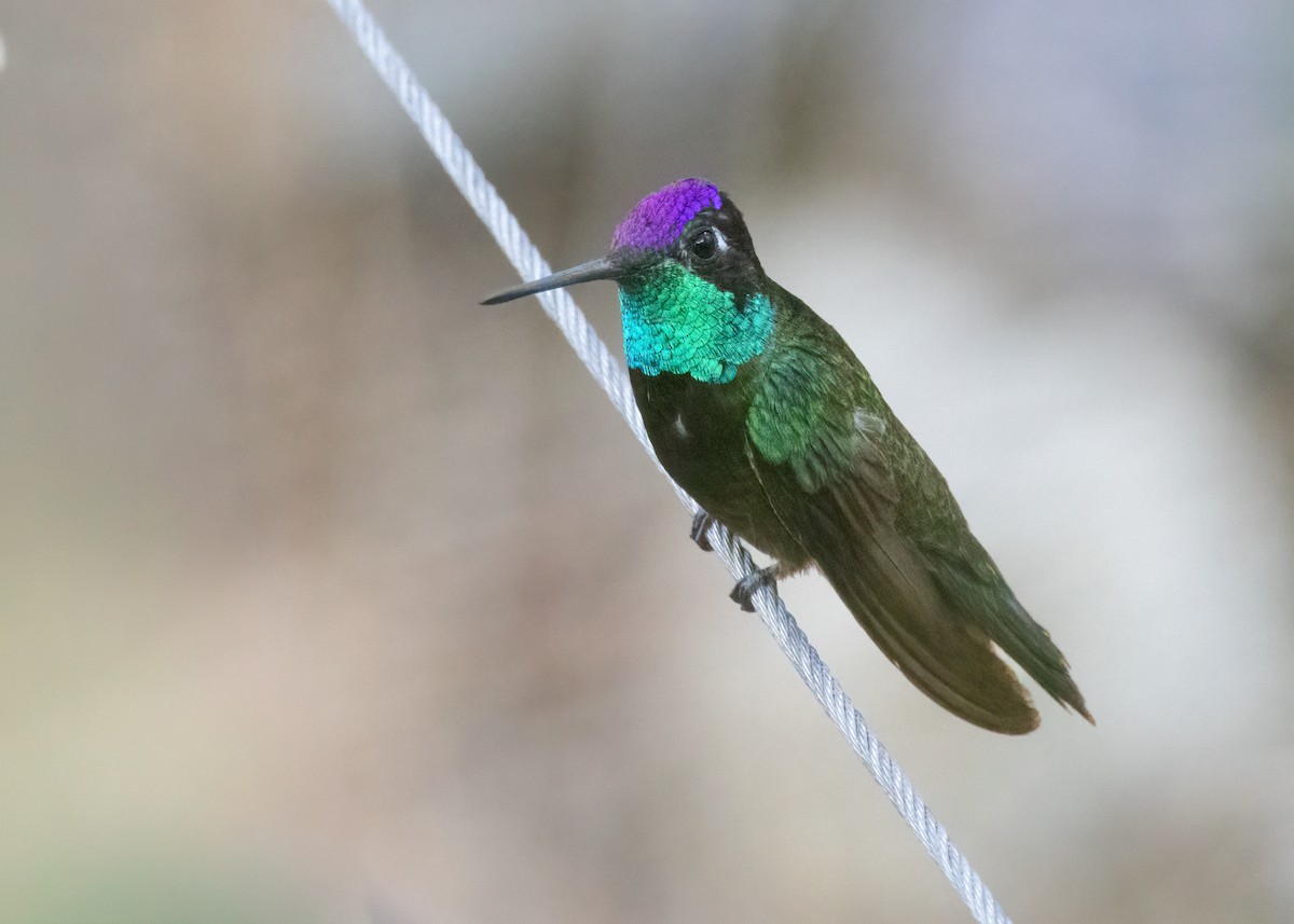 Rivoli's Hummingbird - ML641216501