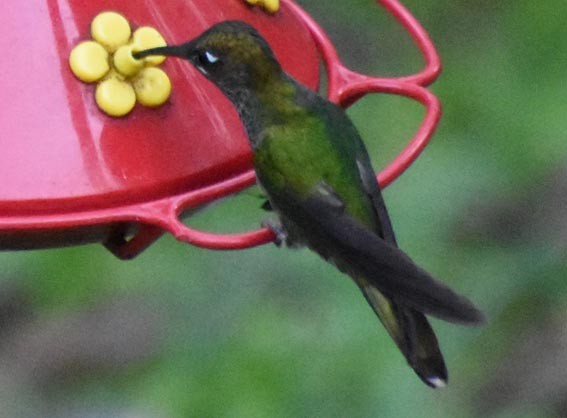 Rufous-booted Racket-tail - ML641216507