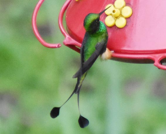 Rufous-booted Racket-tail - ML641216536