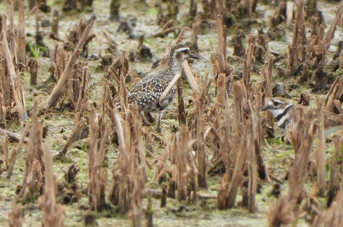 American Golden-Plover - ML641216554