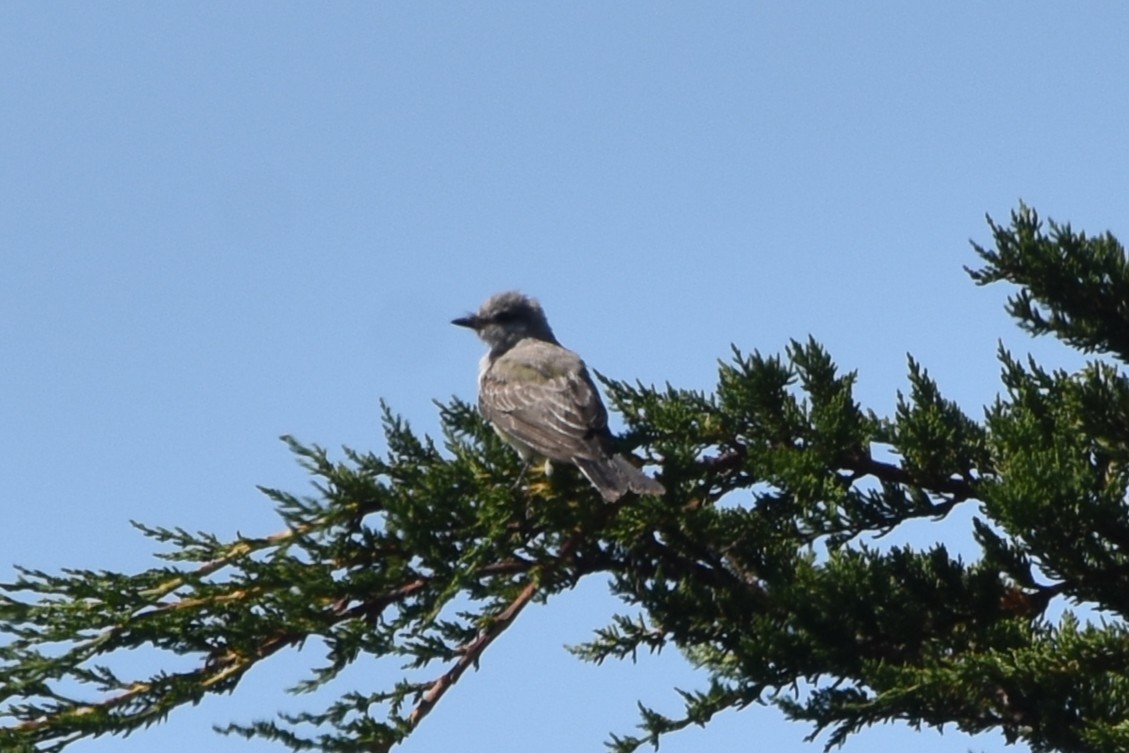 Western Kingbird - ML641216555