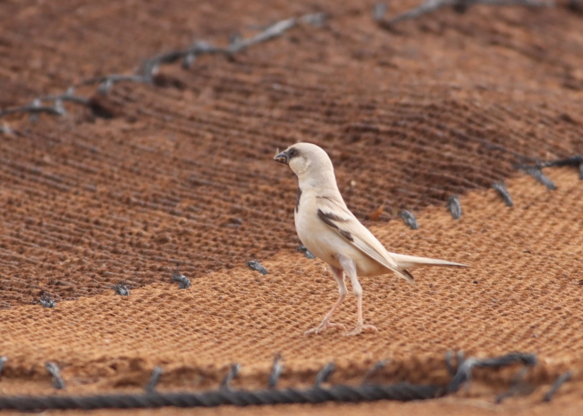 Desert Sparrow - ML641216564