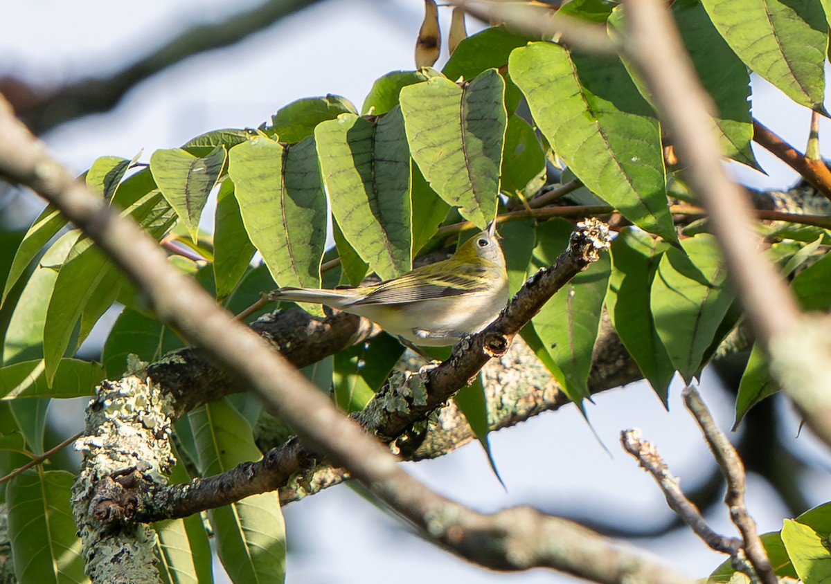 Chestnut-sided Warbler - ML641216592