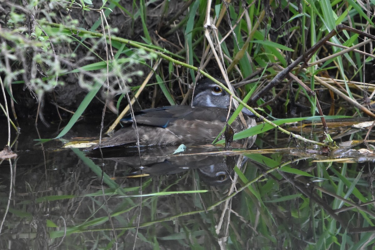 Wood Duck - ML641216593
