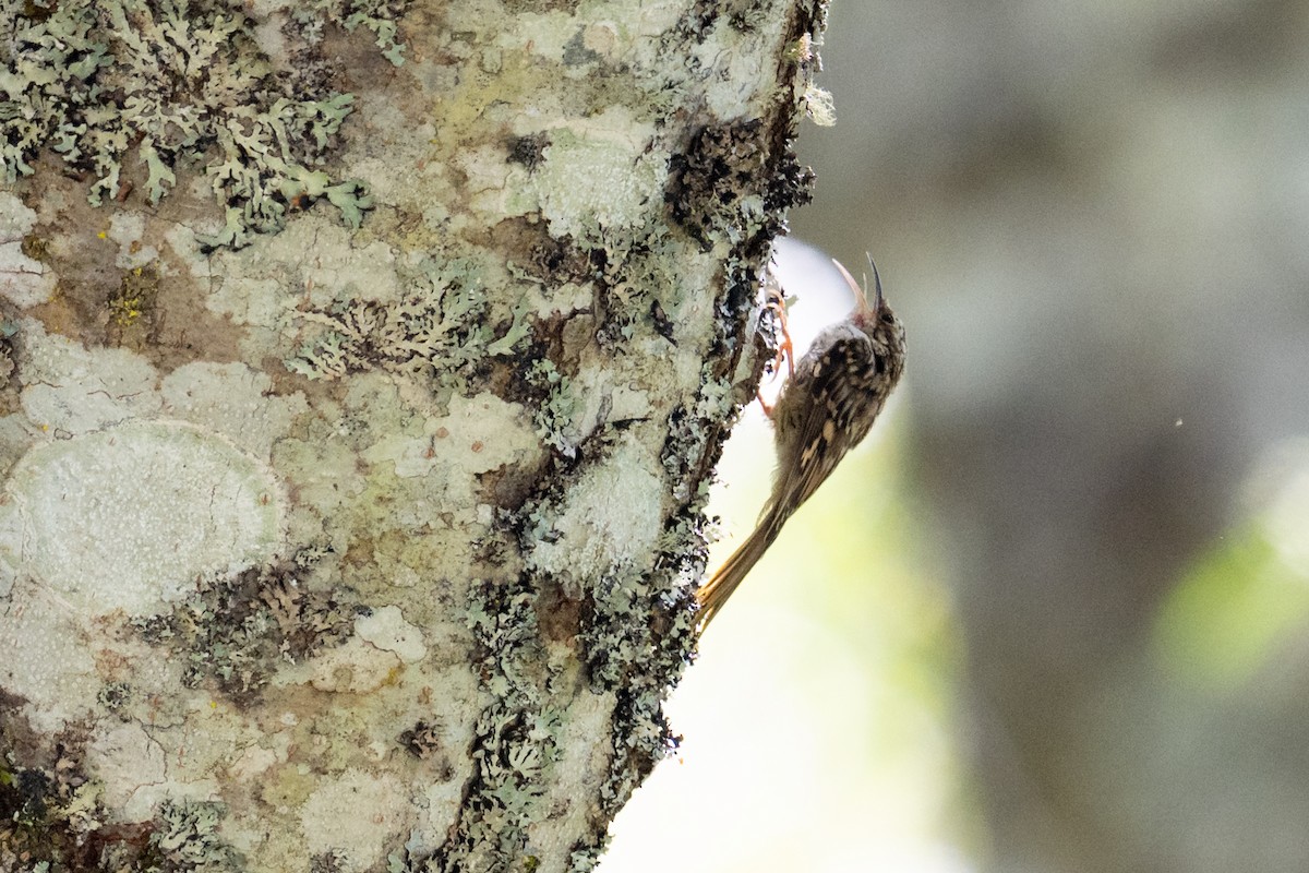 Brown Creeper - ML641216596