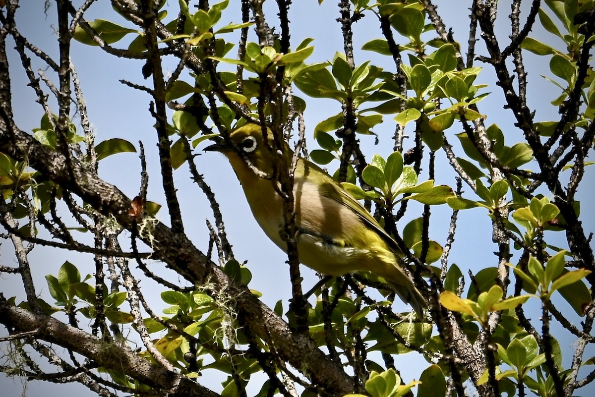 Warbling White-eye - ML641216609