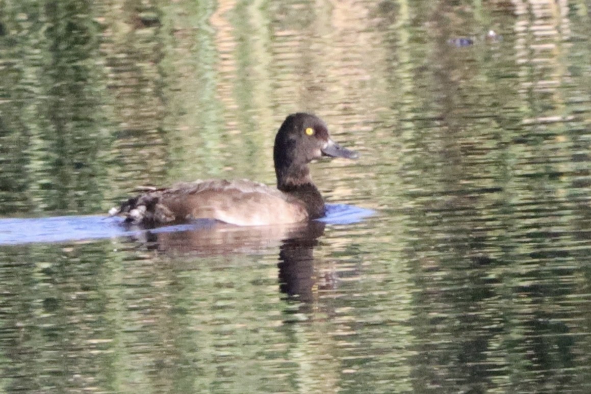 Lesser Scaup - ML641216624