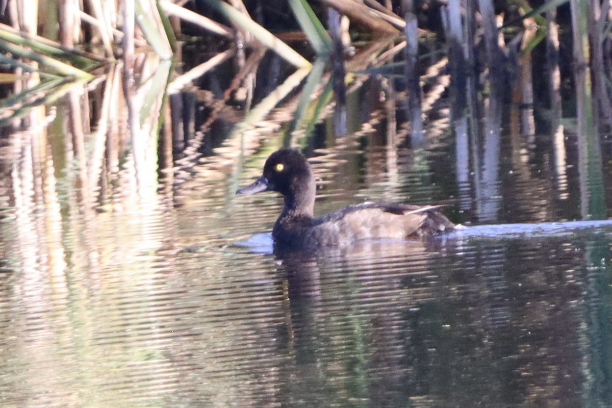 Lesser Scaup - ML641216625
