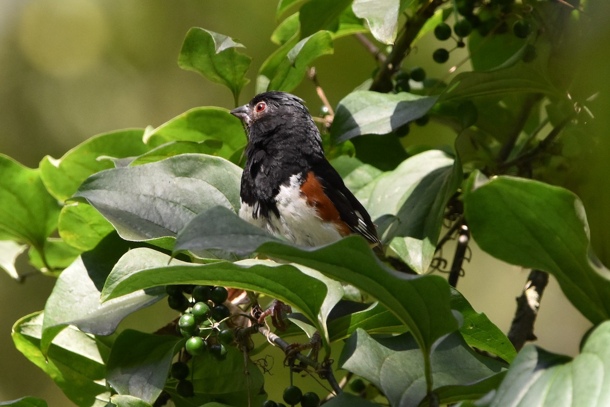 Eastern Towhee - ML641216627