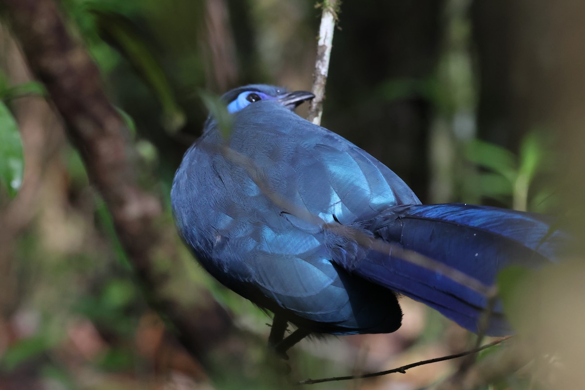 Blue Coua - ML641216651
