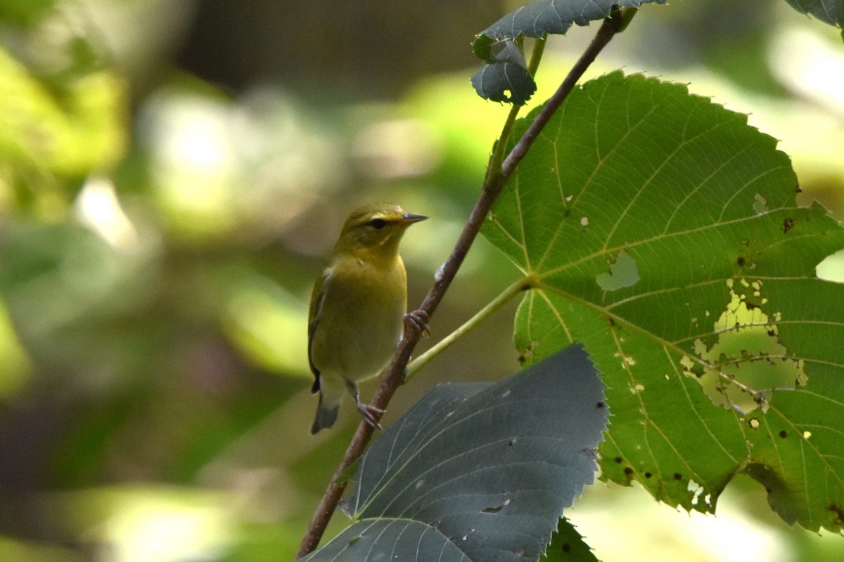 Tennessee Warbler - ML641216661