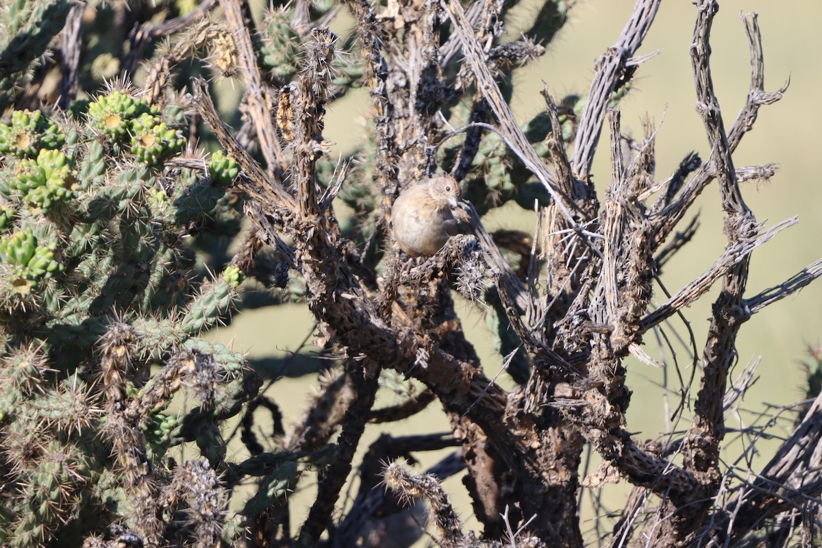 Canyon Towhee - ML641216662