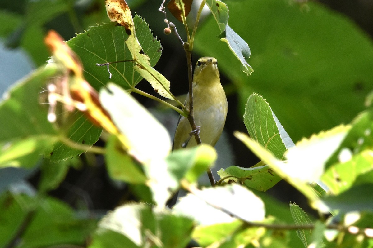 Tennessee Warbler - ML641216676