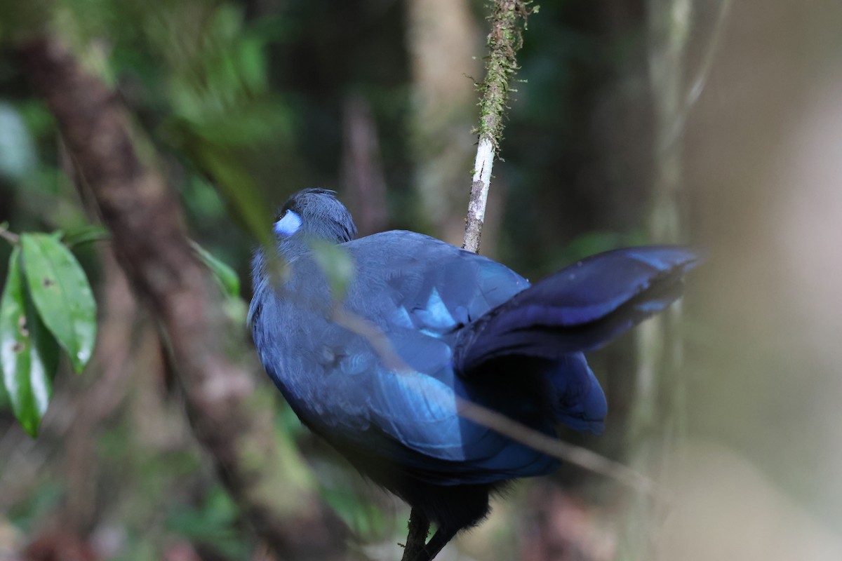Blue Coua - ML641216685