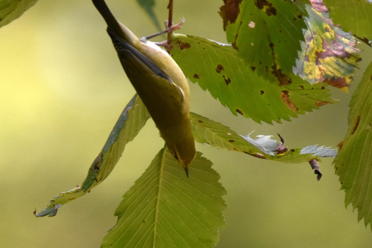 Tennessee Warbler - ML641216695