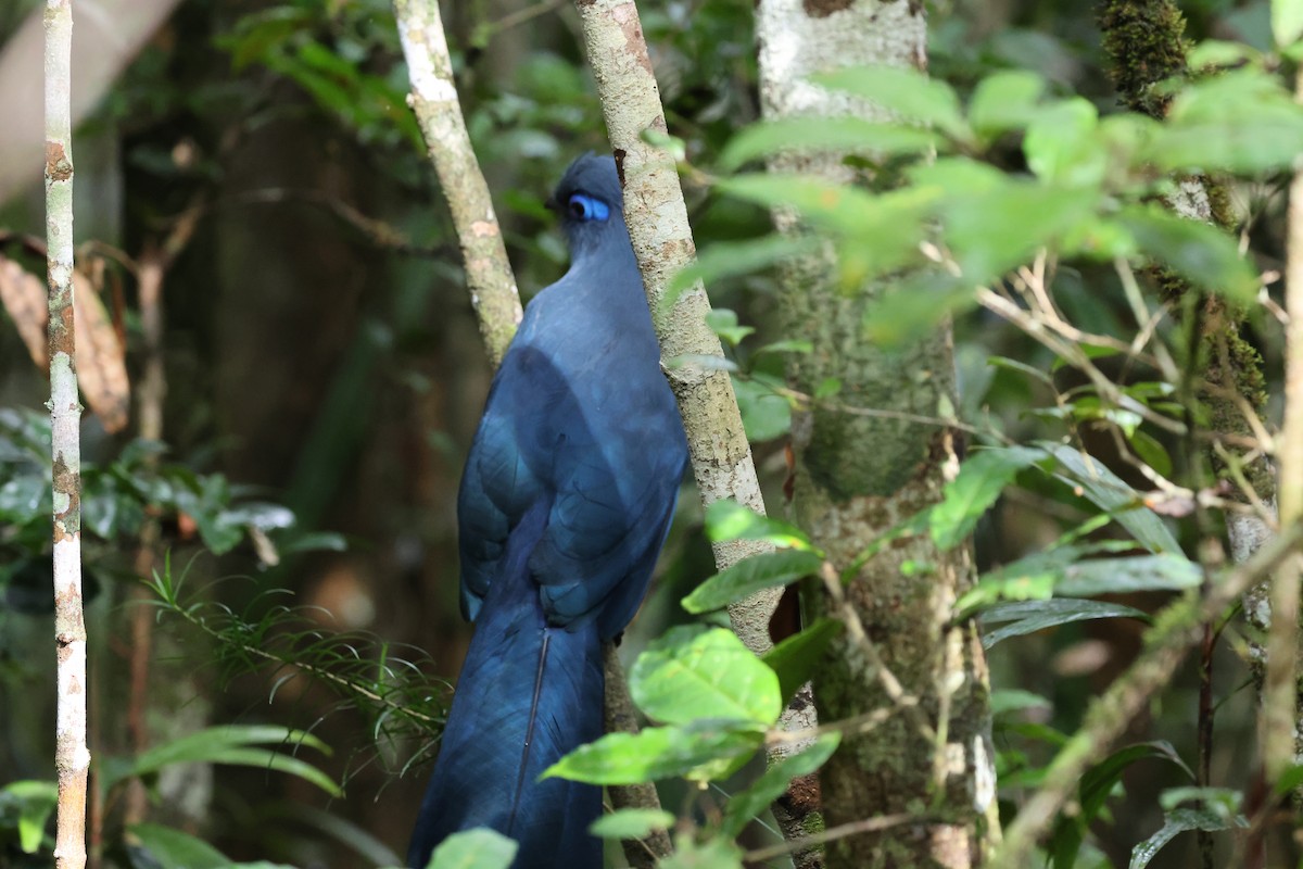 Blue Coua - ML641216697