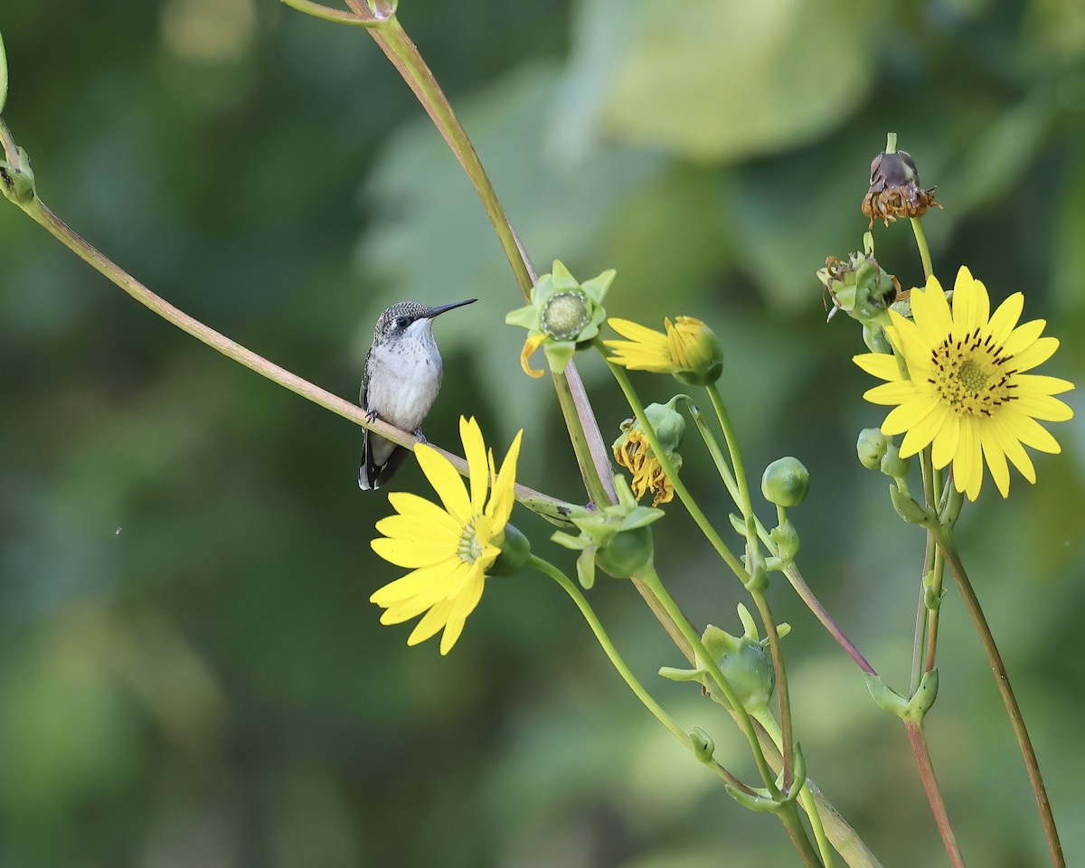 Ruby-throated Hummingbird - ML641216699
