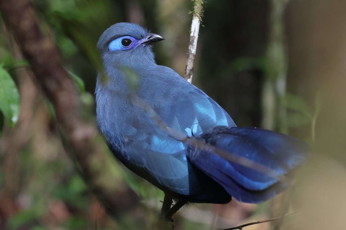 Blue Coua - ML641216716