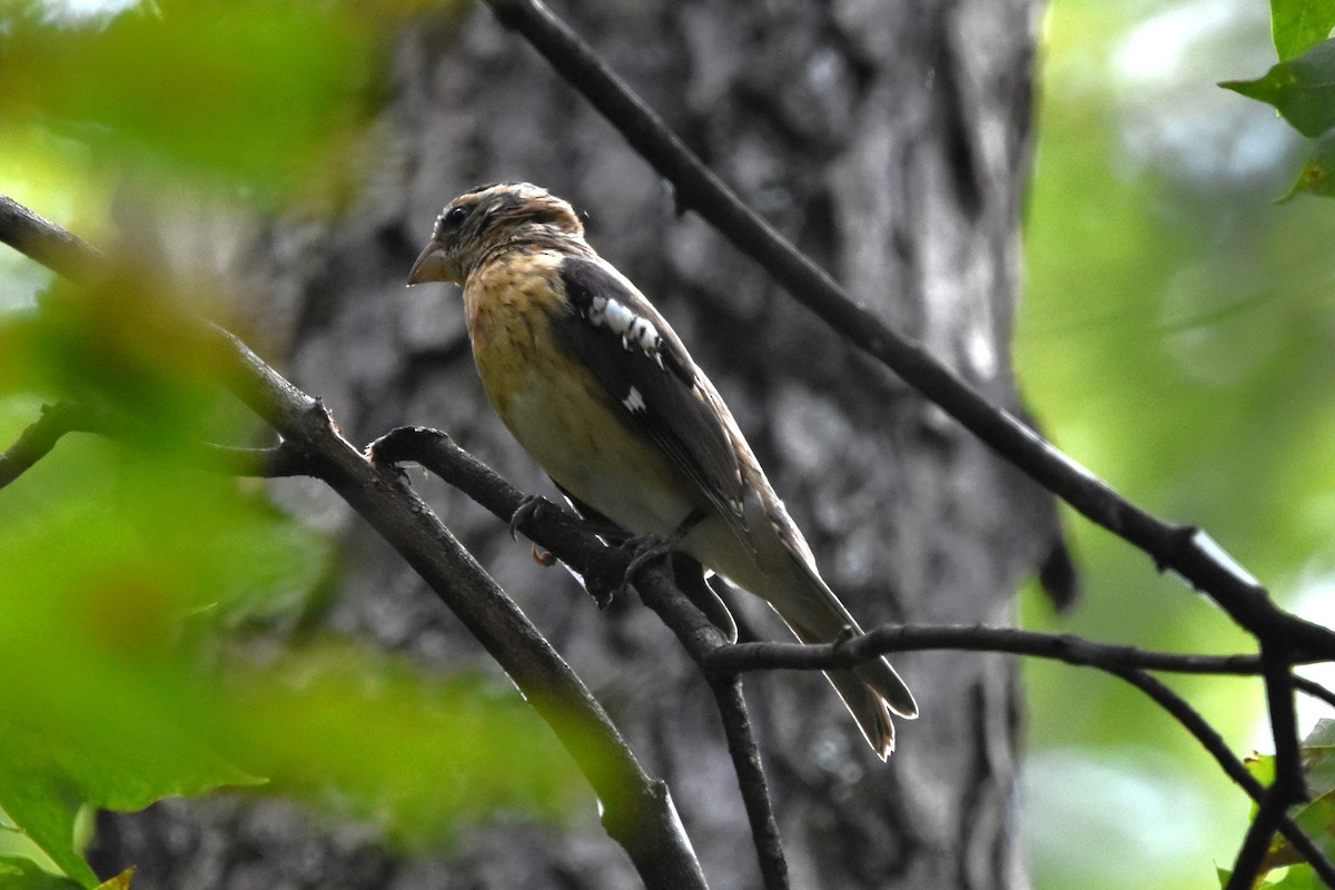 Rose-breasted Grosbeak - ML641216718