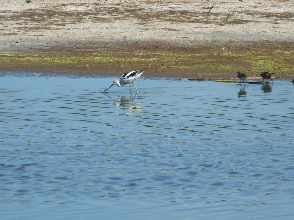 American Avocet - ML641216723