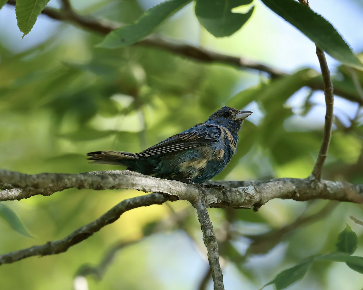 Indigo Bunting - ML641216724