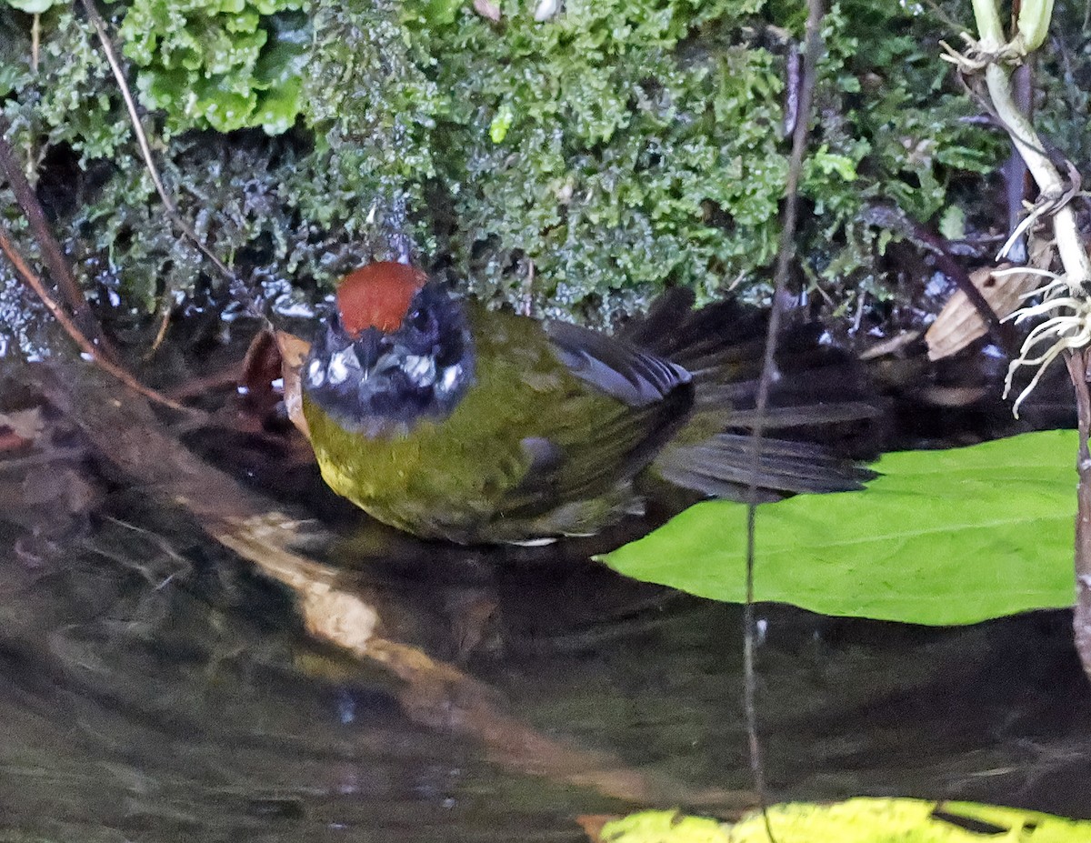 Sooty-faced Finch - ML641216727