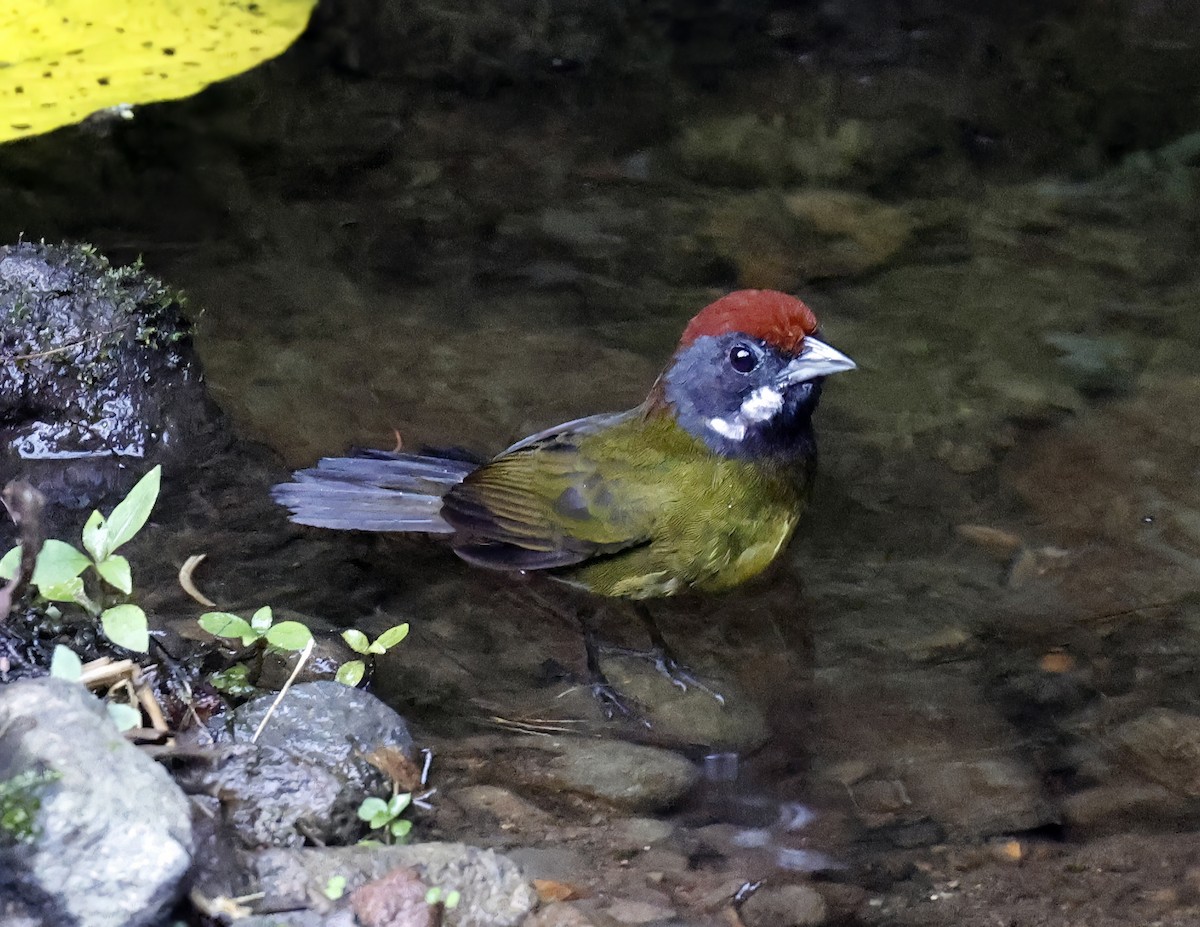 Sooty-faced Finch - ML641216728