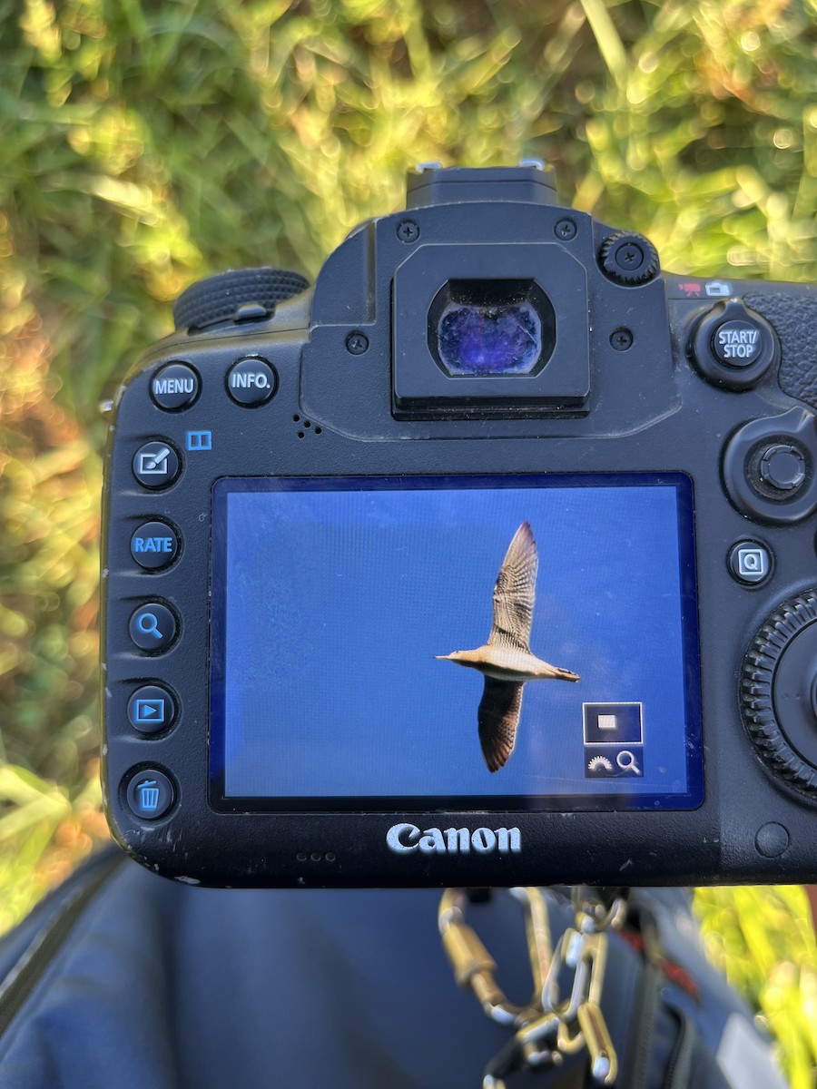 Upland Sandpiper - ML641216735