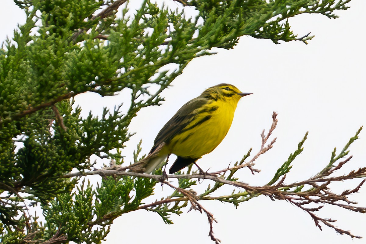Prairie Warbler - ML641216737